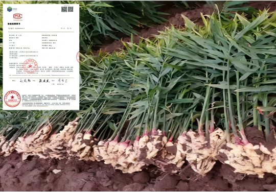 1769137584182439.png gw13(1).png