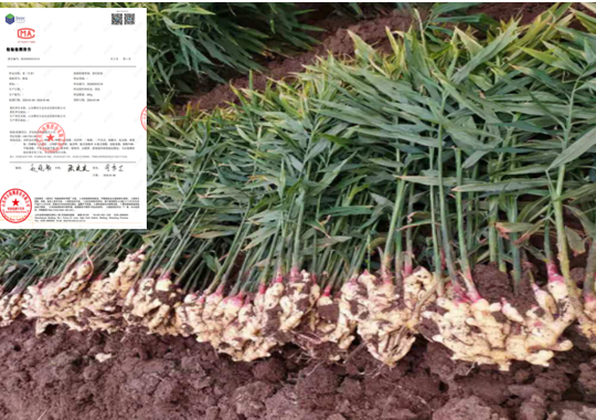 1770710601100779.png 图片4(1).png