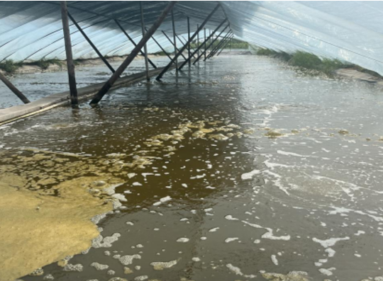 水体“发粘”非小事，背后是养殖系统的预警