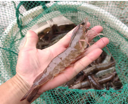 1770711975460339.png 图片23(1).png