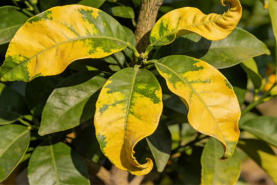 岛本酵素百问百答:如何快速识别柑橘黄化?