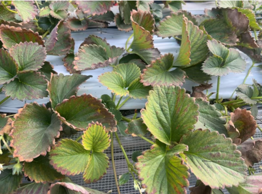 岛本酵素百问百答:草莓叶片发黄、焦枯、长紫斑,到底怎么了?