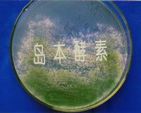微生物技术之工业生产常用的微生物