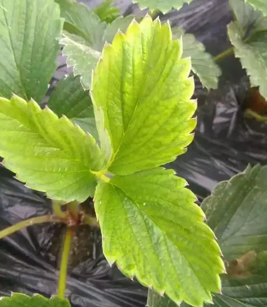 岛本酵素套餐肥应用之如何种植高品质草莓