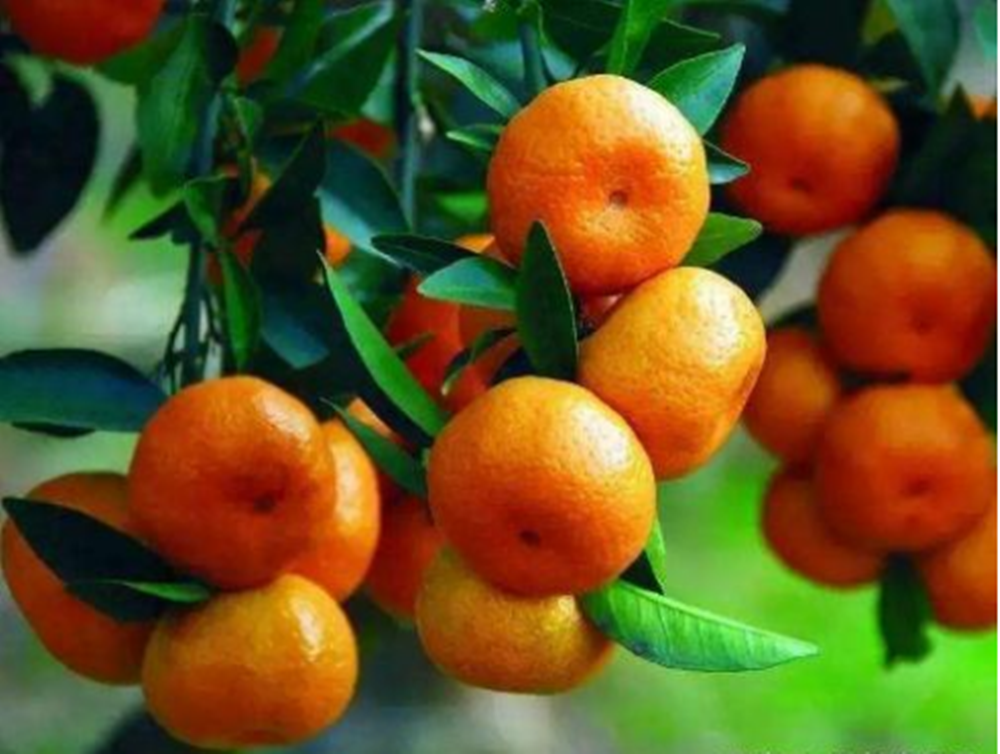 酵素农业技术：柑橘果实成熟期主要病虫害预防技术