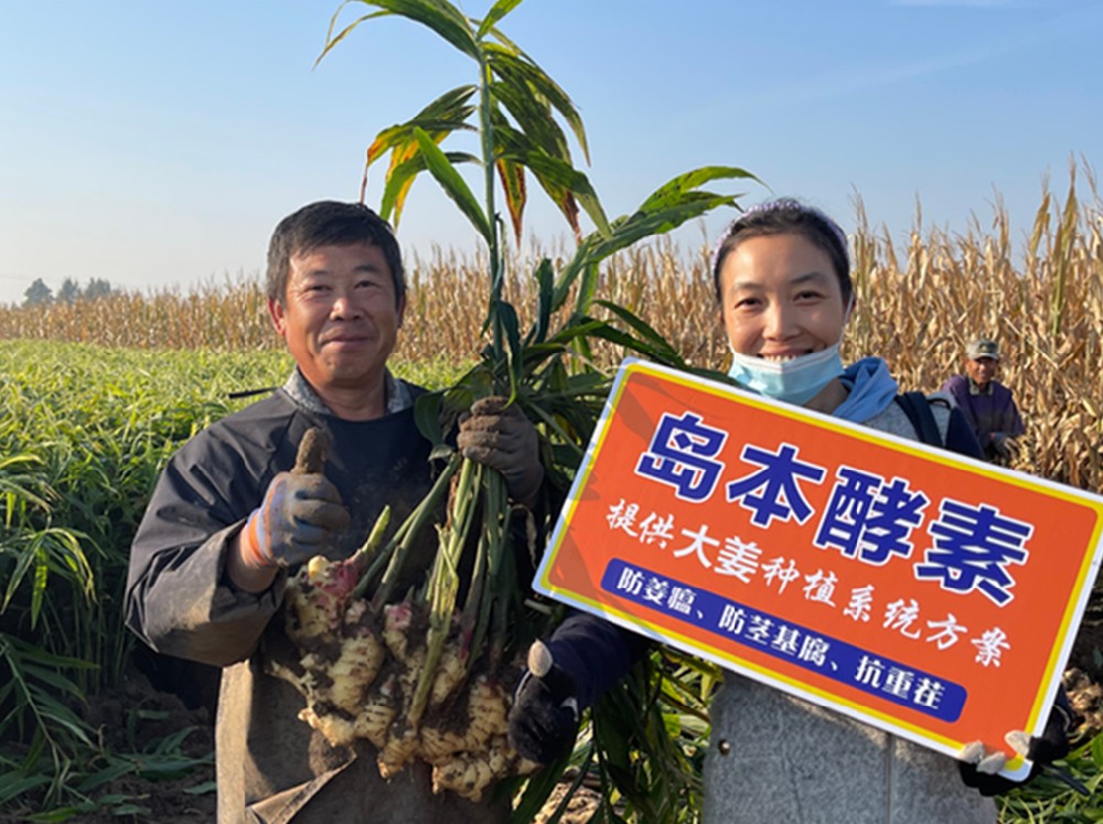 酵素农业科技成果应用之生姜大丰收篇