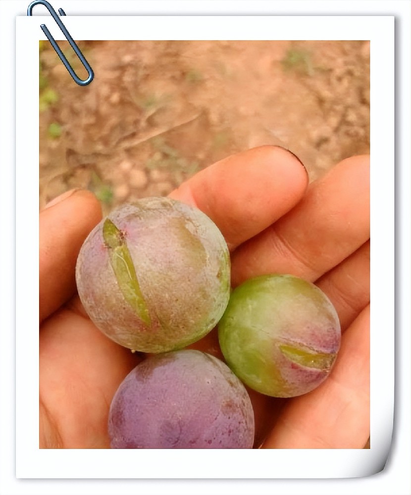 葡萄六七成熟出现大量裂果怎么办？