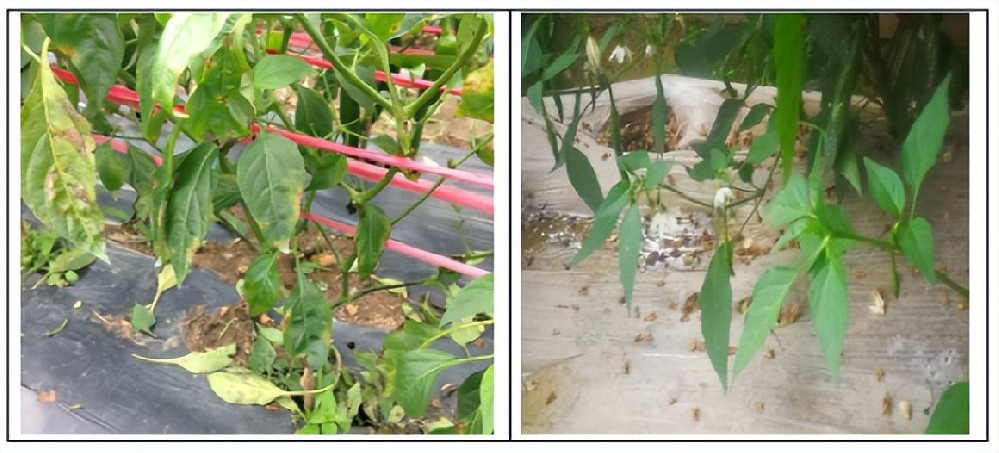 大棚种的青椒严重落叶、落花、落果是什么病害？应该怎么办？