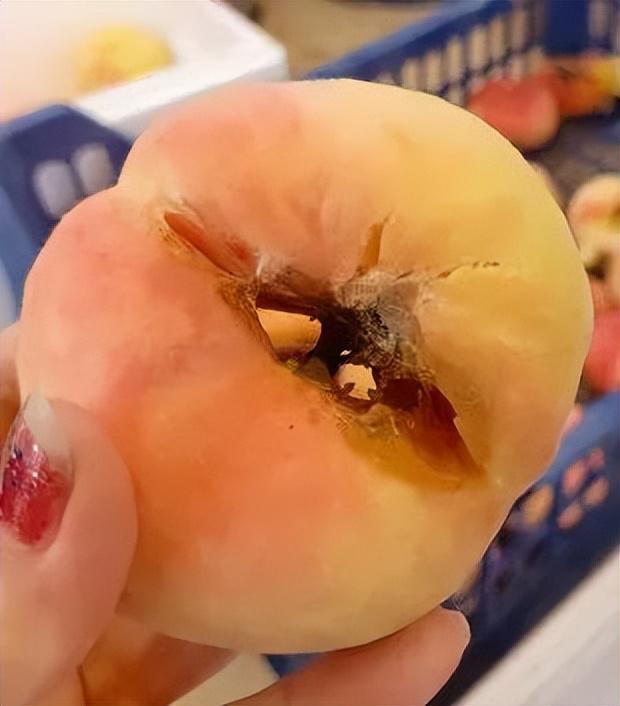 蟠桃成熟时烂心、裂果，是霉心病还是缺钙？后期如何预防？
