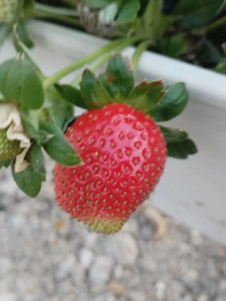 草莓出现很多青头果，冬季大棚草莓着色不良、畸形果严重怎么办？