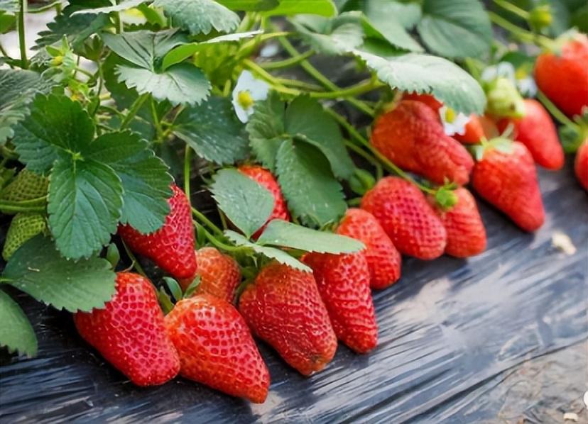 草莓1月份防冻防畸丰产高产管理技术